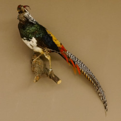 Diamantfasan Lady Amherst Fasan Vogel Präparat Höhe 58 cm präpariert Tierpräparat 90.272.6