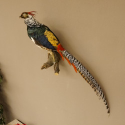 Diamantfasan Lady Amherst Fasan Vogel Präparat Höhe 58 cm präpariert Tierpräparat 90.272.6