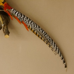 Diamantfasan Lady Amherst Fasan Vogel Präparat Höhe 58 cm präpariert Tierpräparat 90.272.6