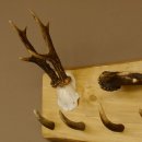 Geweih Garderobe mit 7 Haken aus Hirschspitzen auf Holzbrett Rehgeweih Rothirsch Stange Wandgarderobe Unikat 27.8.110