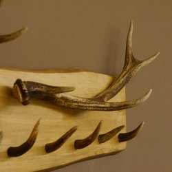 Geweih Garderobe mit 7 Haken aus Hirschspitzen auf Holzbrett Rehgeweih Rothirsch Stange Wandgarderobe Unikat 27.8.110