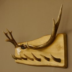 Geweih Garderobe mit 7 Haken aus Hirschspitzen auf Holzbrett Rehgeweih Rothirsch Stange Wandgarderobe Unikat 27.8.110