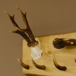 Geweih Garderobe mit 7 Haken aus Hirschspitzen auf Holzbrett Rehgeweih Rothirsch Stange Wandgarderobe Unikat 27.8.110