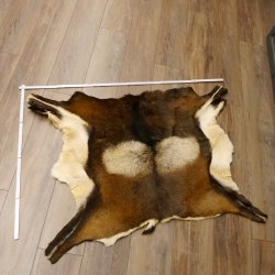 Mufflon Fell Vorleger Länge 90 cm männlich
