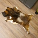 Mufflon Fell Vorleger Länge 120 cm männlich B Ware