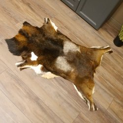 Mufflon Fell Vorleger Länge 120 cm männlich B Ware