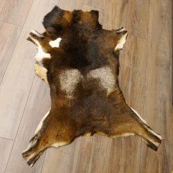 Mufflon Fell Vorleger Länge 120 cm männlich B Ware