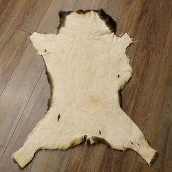 Mufflon Fell Vorleger Länge 120 cm männlich B Ware