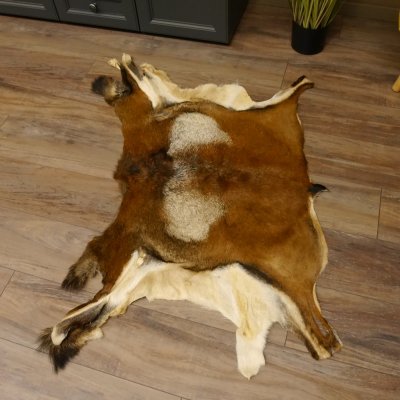 Mufflon Fell Vorleger Länge 80 cm männlich B Ware 87.17.8