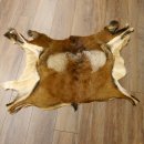 Mufflon Fell Vorleger Länge 80 cm männlich B Ware 87.17.8