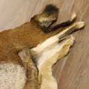 Mufflon Fell Vorleger Länge 80 cm männlich B Ware 87.17.8