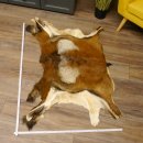 Mufflon Fell Vorleger Länge 80 cm männlich B Ware 87.17.8