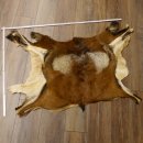 Mufflon Fell Vorleger Länge 80 cm männlich B Ware 87.17.8