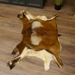 Mufflon Fell Vorleger Länge 80 cm männlich B Ware 87.17.8