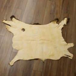 Mufflon Fell Vorleger Länge 80 cm männlich B Ware 87.17.8