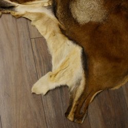 Mufflon Fell Vorleger Länge 80 cm männlich B Ware 87.17.8