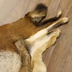 Mufflon Fell Vorleger Länge 80 cm männlich B Ware 87.17.8
