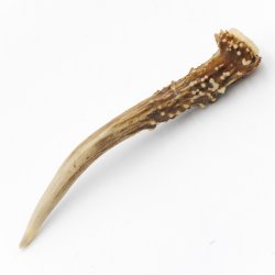 Rehstange Länge 14 cm echte Abwurfstange Reh Geweihestange Stange Rehgehörn Gehörn 14.1.270