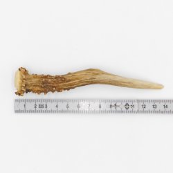 Rehstange Länge 14 cm echte Abwurfstange Reh Geweihestange Stange Rehgehörn Gehörn 14.1.270