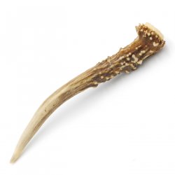 Rehstange Länge 14 cm echte Abwurfstange Reh Geweihestange Stange Rehgehörn Gehörn 14.1.270