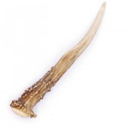 Rehstange Länge 14 cm echte Abwurfstange Reh Geweihestange Stange Rehgehörn Gehörn 14.1.270