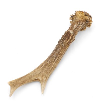 Rehstange Länge 16 cm echte Abwurfstange Reh Geweihestange Stange Rehgehörn Gehörn 14.1.271
