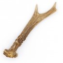 Rehstange Länge 16 cm echte Abwurfstange Reh Geweihestange Stange Rehgehörn Gehörn 14.1.271