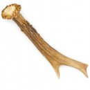 Rehstange Länge 16 cm echte Abwurfstange Reh Geweihestange Stange Rehgehörn Gehörn 14.1.271