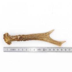Rehstange Länge 16 cm echte Abwurfstange Reh Geweihestange Stange Rehgehörn Gehörn 14.1.271