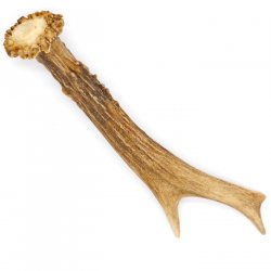 Rehstange Länge 16 cm echte Abwurfstange Reh Geweihestange Stange Rehgehörn Gehörn 14.1.271