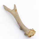 Rehstange Länge 15 cm echte Abwurfstange Reh Geweihestange Stange Rehgehörn Gehörn 14.1.272