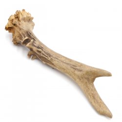 Rehstange Länge 15 cm echte Abwurfstange Reh Geweihestange Stange Rehgehörn Gehörn 14.1.272