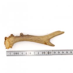 Rehstange Länge 15 cm echte Abwurfstange Reh Geweihestange Stange Rehgehörn Gehörn 14.1.272
