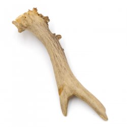 Rehstange Länge 15 cm echte Abwurfstange Reh Geweihestange Stange Rehgehörn Gehörn 14.1.272