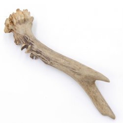 Rehstange Länge 15 cm echte Abwurfstange Reh Geweihestange Stange Rehgehörn Gehörn 14.1.272