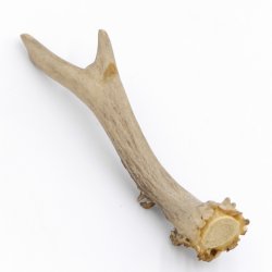 Rehstange Länge 15 cm echte Abwurfstange Reh Geweihestange Stange Rehgehörn Gehörn 14.1.272