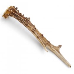 Rehstange Länge 18 cm echte Abwurfstange Reh Geweihestange Stange Rehgehörn Gehörn 14.1.273