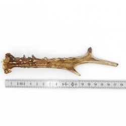 Rehstange Länge 18 cm echte Abwurfstange Reh Geweihestange Stange Rehgehörn Gehörn 14.1.273