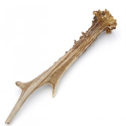 Rehstange Länge 18 cm echte Abwurfstange Reh Geweihestange Stange Rehgehörn Gehörn 14.1.273