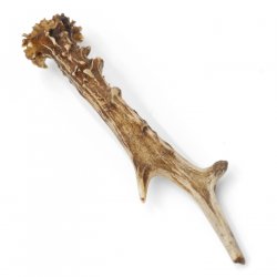 Rehstange Länge 18 cm echte Abwurfstange Reh Geweihestange Stange Rehgehörn Gehörn 14.1.273