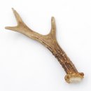 Rehstange Länge 18 cm echte Abwurfstange Reh Geweihestange Stange Rehgehörn Gehörn 14.1.274