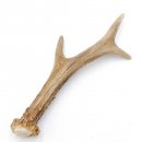 Rehstange Länge 18 cm echte Abwurfstange Reh Geweihestange Stange Rehgehörn Gehörn 14.1.274