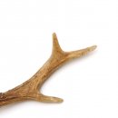 Rehstange Länge 18 cm echte Abwurfstange Reh Geweihestange Stange Rehgehörn Gehörn 14.1.274