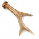 Rehstange Länge 18 cm echte Abwurfstange Reh Geweihestange Stange Rehgehörn Gehörn 14.1.274