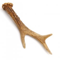 Rehstange Länge 18 cm echte Abwurfstange Reh Geweihestange Stange Rehgehörn Gehörn 14.1.274