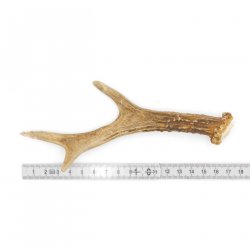 Rehstange Länge 18 cm echte Abwurfstange Reh Geweihestange Stange Rehgehörn Gehörn 14.1.274