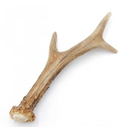 Rehstange Länge 18 cm echte Abwurfstange Reh Geweihestange Stange Rehgehörn Gehörn 14.1.274