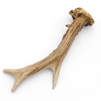 Rehstange Länge 16 cm echte Abwurfstange Reh Geweihestange Stange Rehgehörn Gehörn 14.1.275