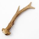Rehstange Länge 16 cm echte Abwurfstange Reh Geweihestange Stange Rehgehörn Gehörn 14.1.275