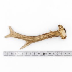 Rehstange Länge 16 cm echte Abwurfstange Reh Geweihestange Stange Rehgehörn Gehörn 14.1.275